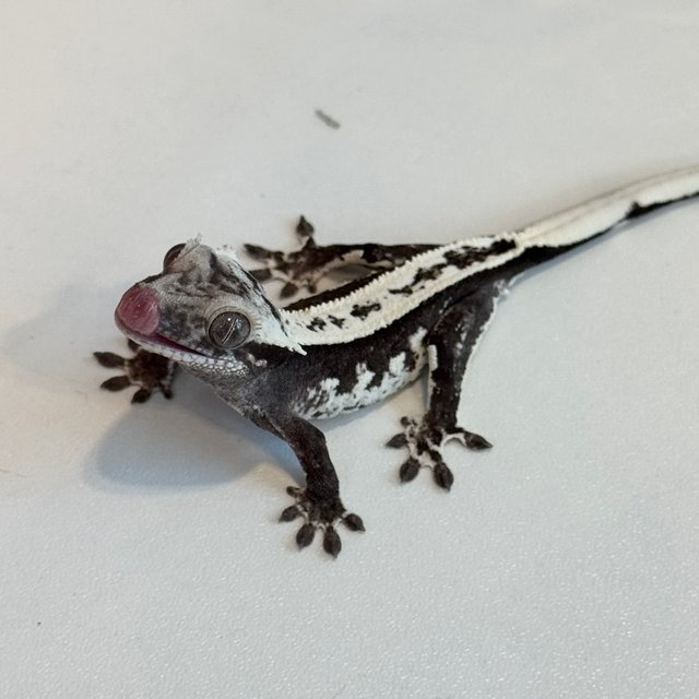 아잔틱 풀핀 익스트림할리퀸