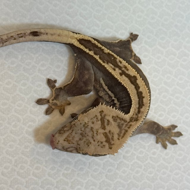 100%헷아잔틱 엠티백 쿼드 풀핀 슈퍼스트라이프