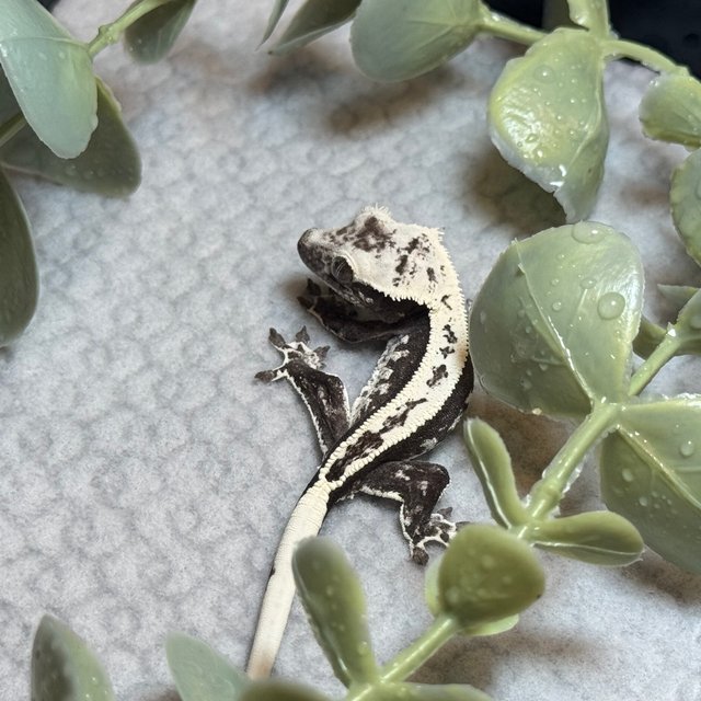 아잔틱 풀핀 익스트림할리퀸