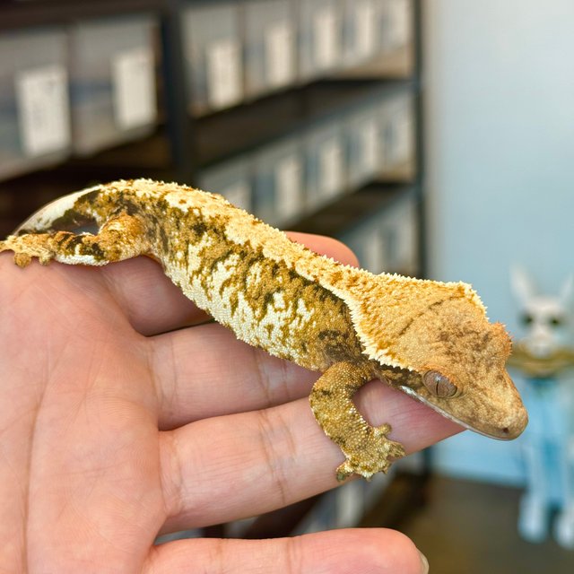 트라이 익스트림할리퀸