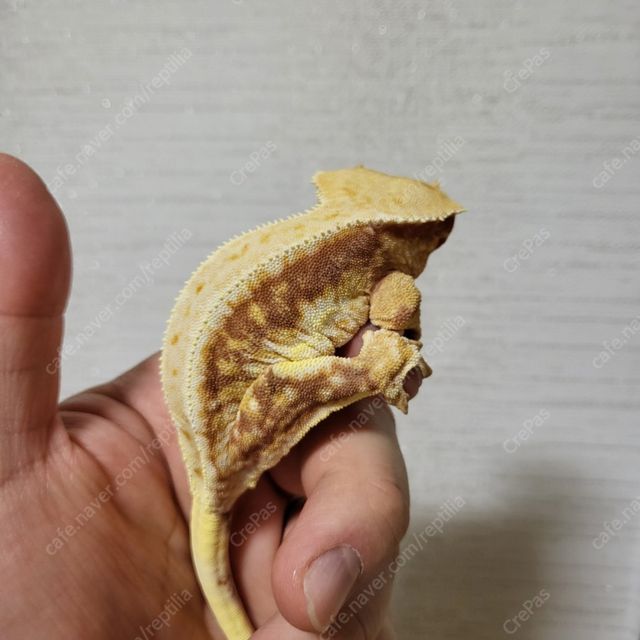 릴리화이트 레드