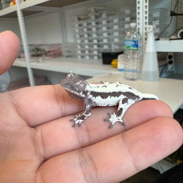 세이블 릴잔틱 릴리 세이블 아잔틱