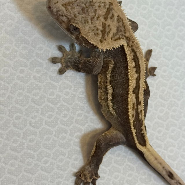 100%헷아잔틱 엠티백 쿼드 풀핀 슈퍼스트라이프