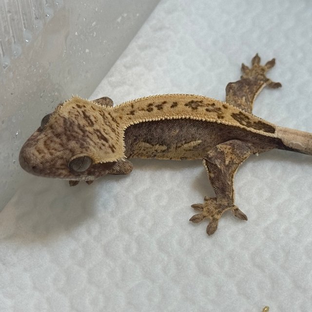 100%헷아잔틱 쿼드 풀핀