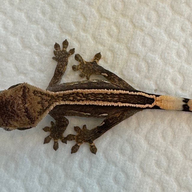 100%헷아잔틱 엠티백 풀핀