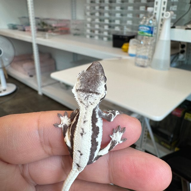 세이블 릴잔틱 릴리 세이블 아잔틱