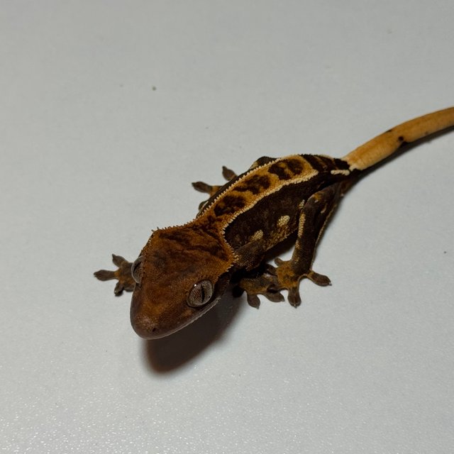 100%헷아잔틱 엠티백