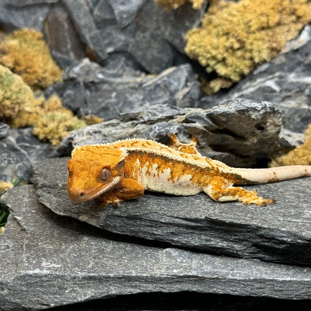 트라이 익스트림할리퀸