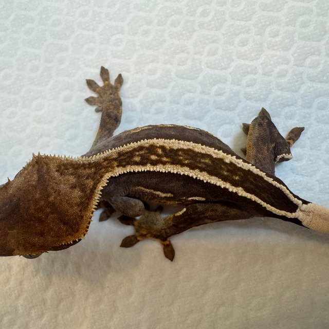 100%헷아잔틱 엠티백 풀핀