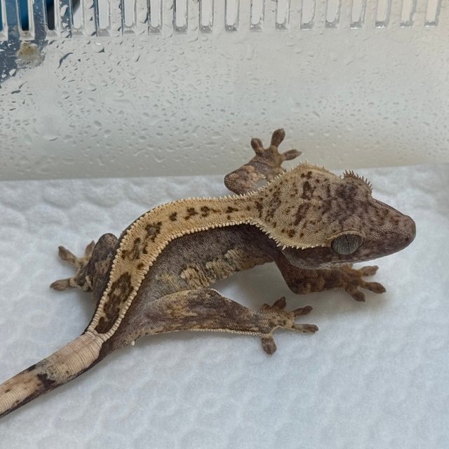 100%헷아잔틱 쿼드 풀핀