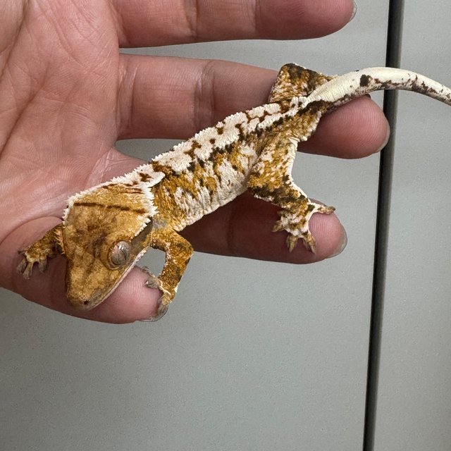 텐저린 익스트림할리퀸 트라이