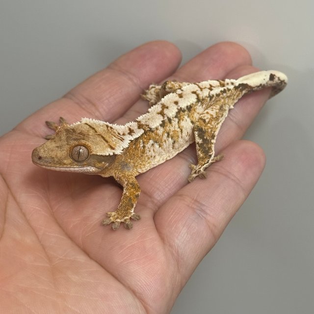 텐저린 익스트림할리퀸 트라이