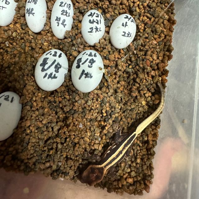 슈퍼스트라이프 엠티백 풀핀 다크 블랙
