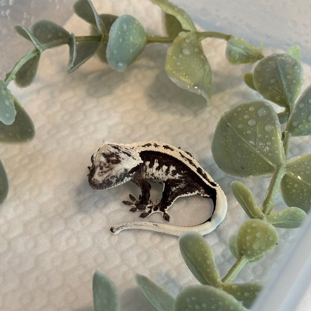 아잔틱 풀핀 익스트림할리퀸