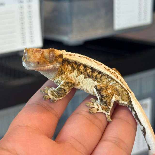 쿼드 트라이 풀핀