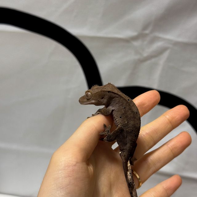 다크 벅스킨 달마시안