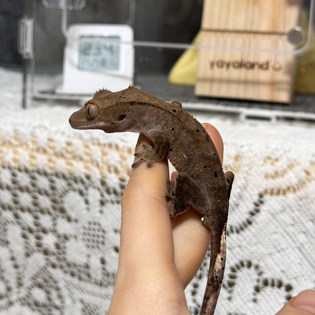 다크 벅스킨 달마시안