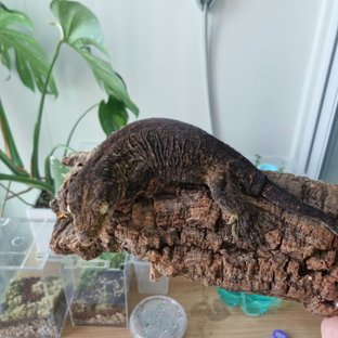 포인디미에 GT