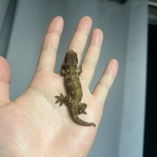 포인디미에 GT