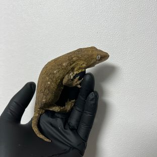 포인디미에 GT