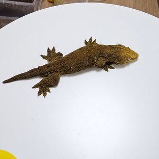 포인디미에 GT