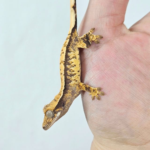 익스트림할리퀸 할리퀸