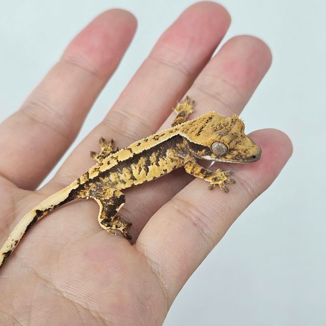 익스트림할리퀸 할리퀸