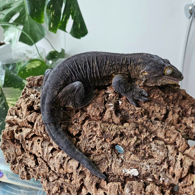 포인디미에 GT