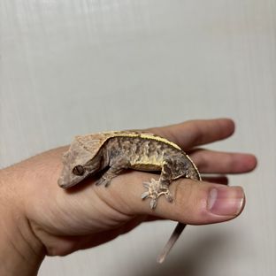 카푸치노 트라이 화이트스팟