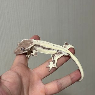 프라푸치노