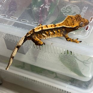 텐저린 트라이