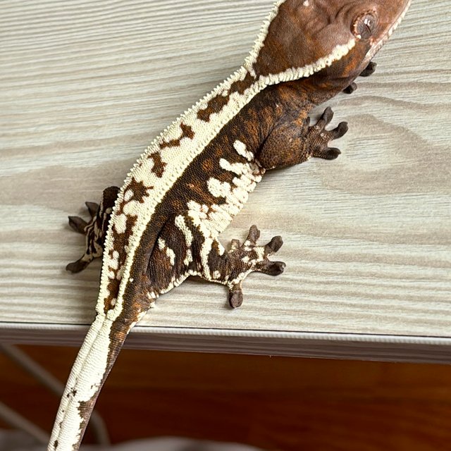 카푸치노 트라이