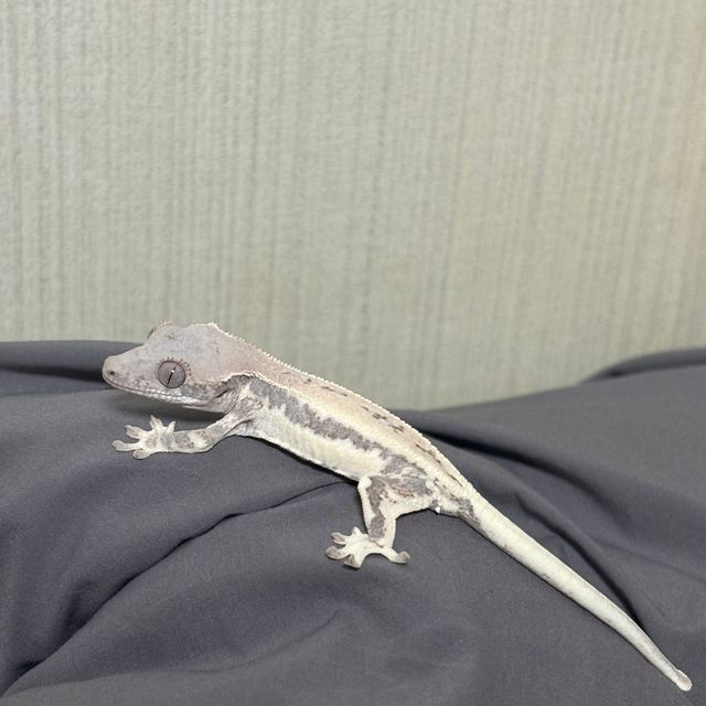 프라푸치노