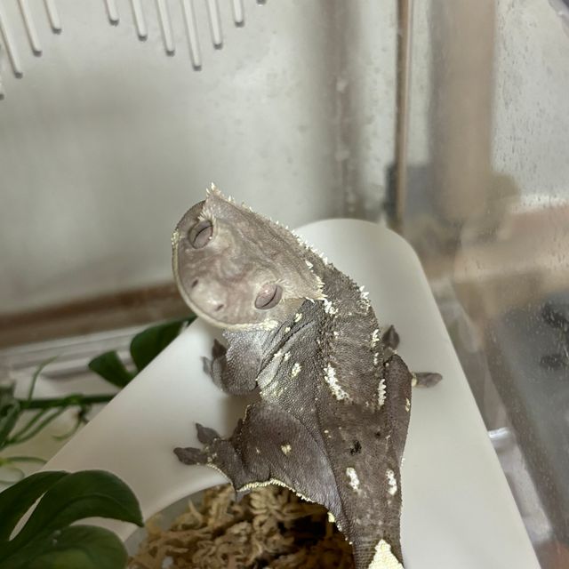 아잔틱