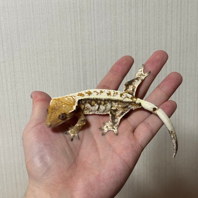 트라이 카푸치노