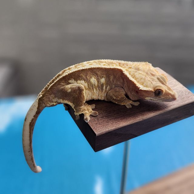 할리퀸 엠티백