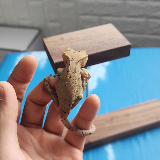 슈퍼달마시안 달마시안
