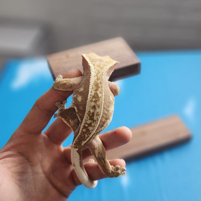 할리퀸 엠티백