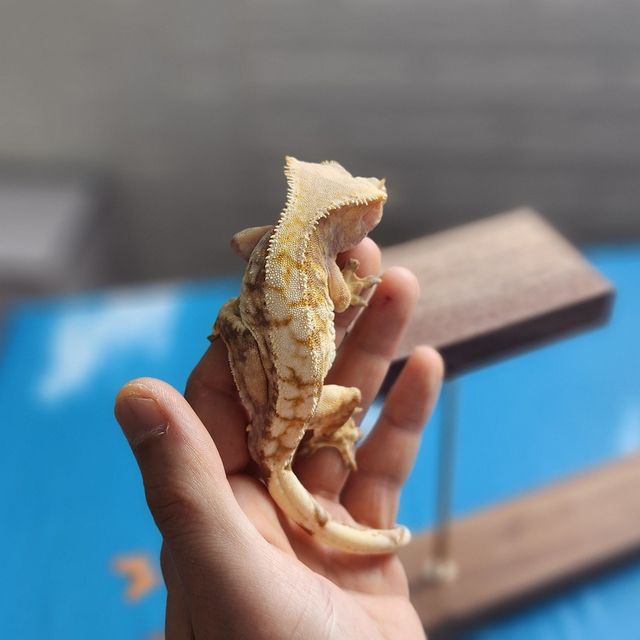 트라이