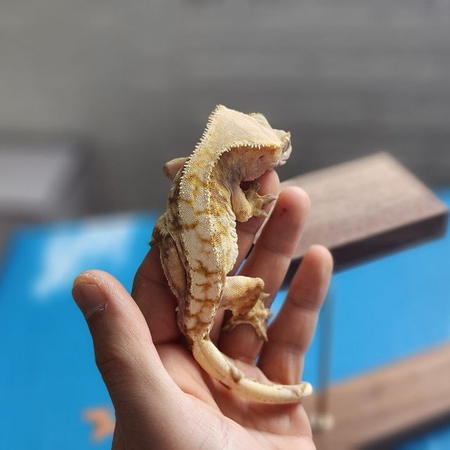 트라이