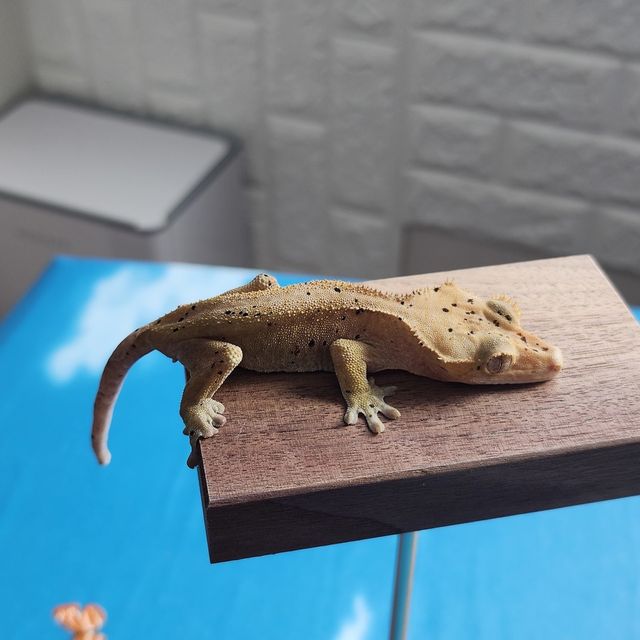 슈퍼달마시안 달마시안
