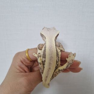 릴리화이트