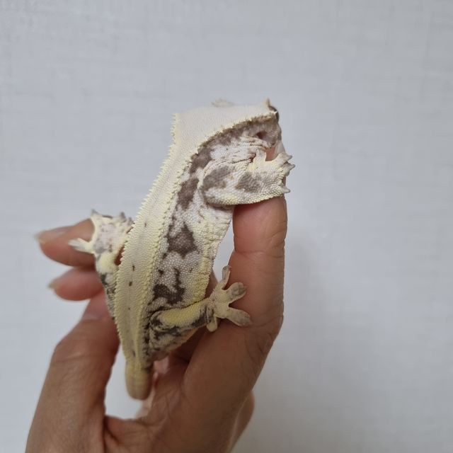 릴리화이트