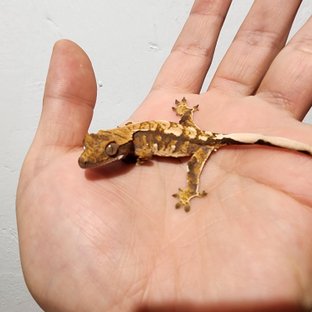 트라이 익스트림할리퀸