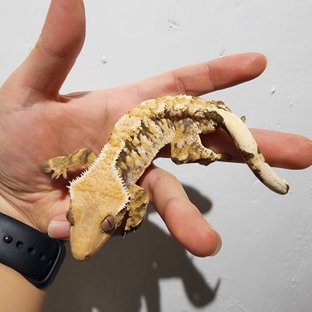 트라이 익스트림할리퀸 화이트스팟