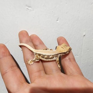 릴리화이트 솔리드백