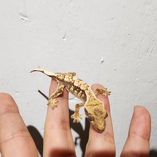 트라이 익스트림할리퀸