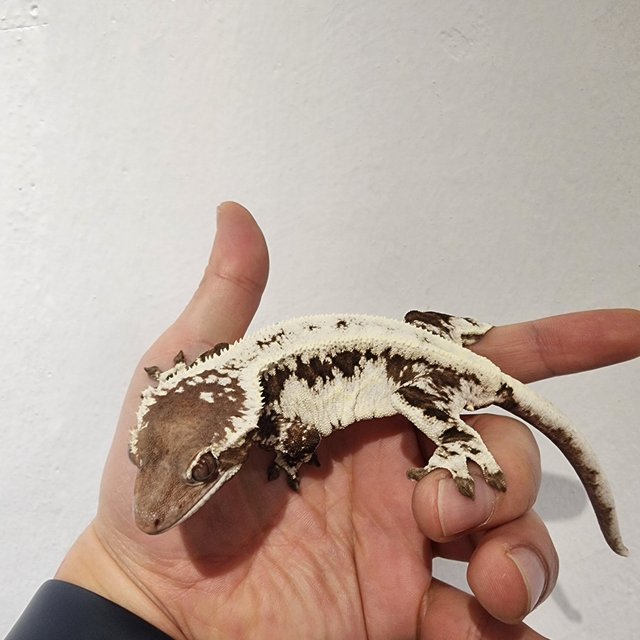 프라푸치노 화이트 다크