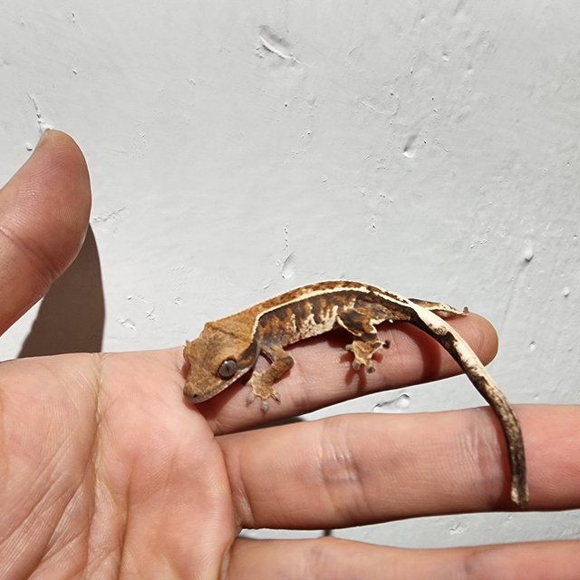 카푸치노 트라이