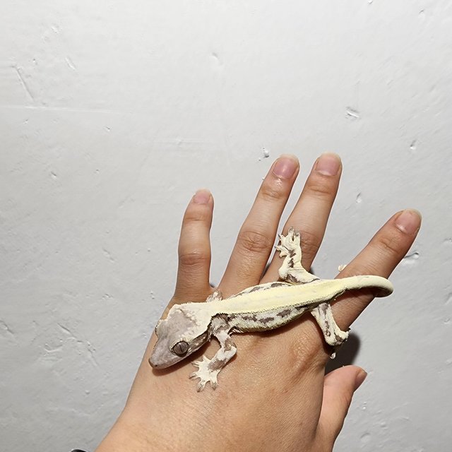 프라푸치노 솔리드백